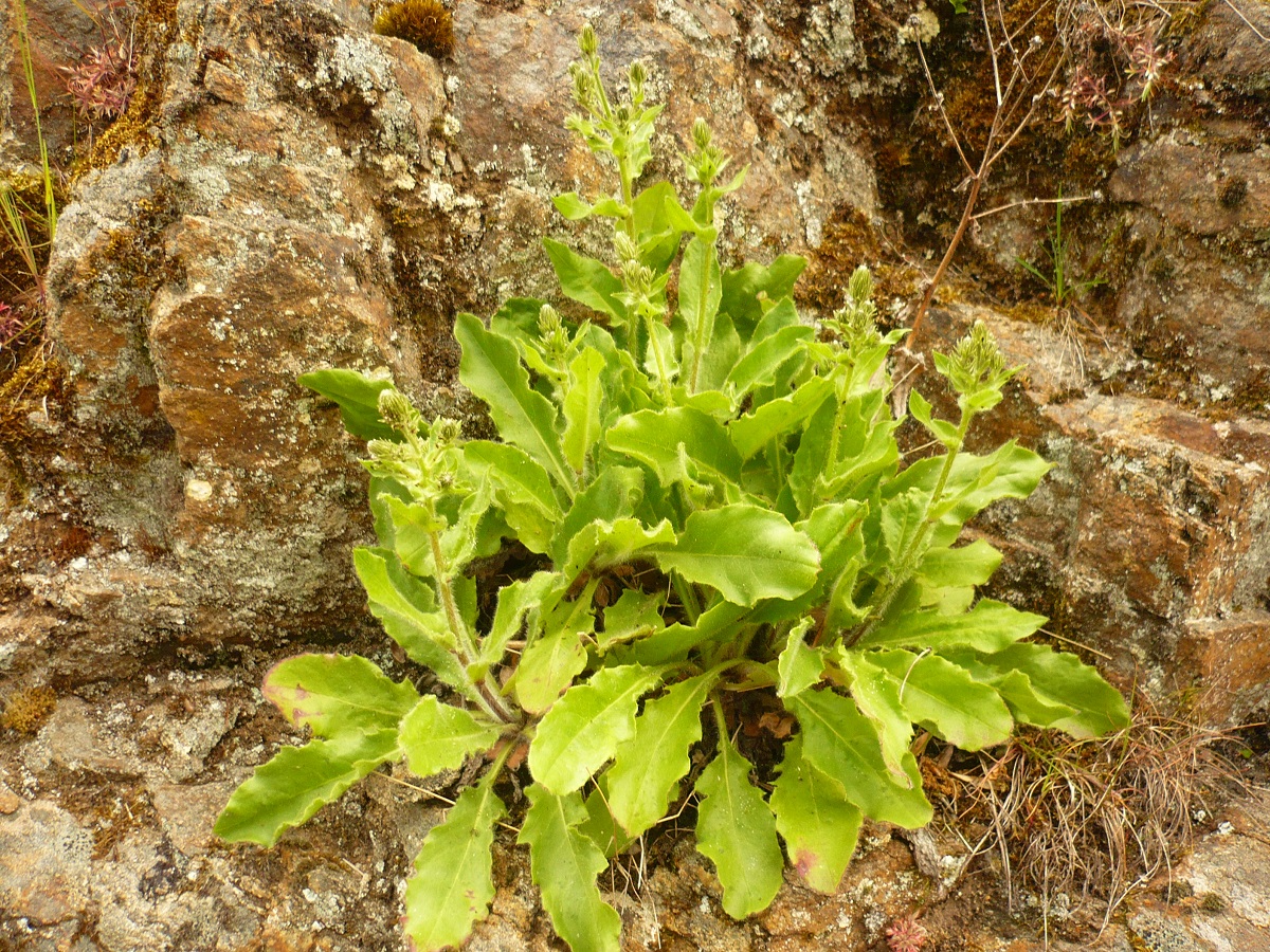Hieracium amplexicaule (Asteraceae)